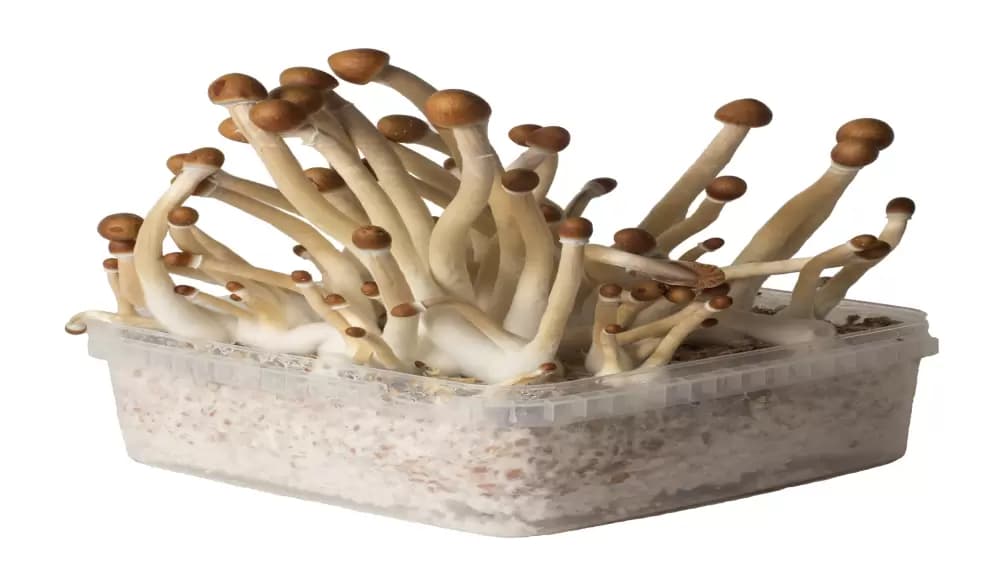 Magic Mushrooms Kaufen für Ihr psychologisches und therapeutisches Wachstum: DMT-Trip bietet hochwertige, legale Produkte für Ihre psychedelische Reise