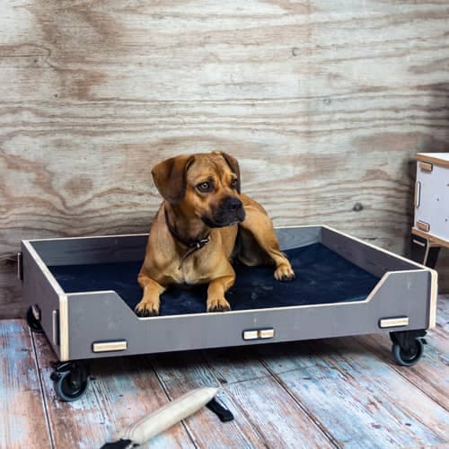 Orthopädisches Hundebett oder Katzenkorb: Was ist besser?