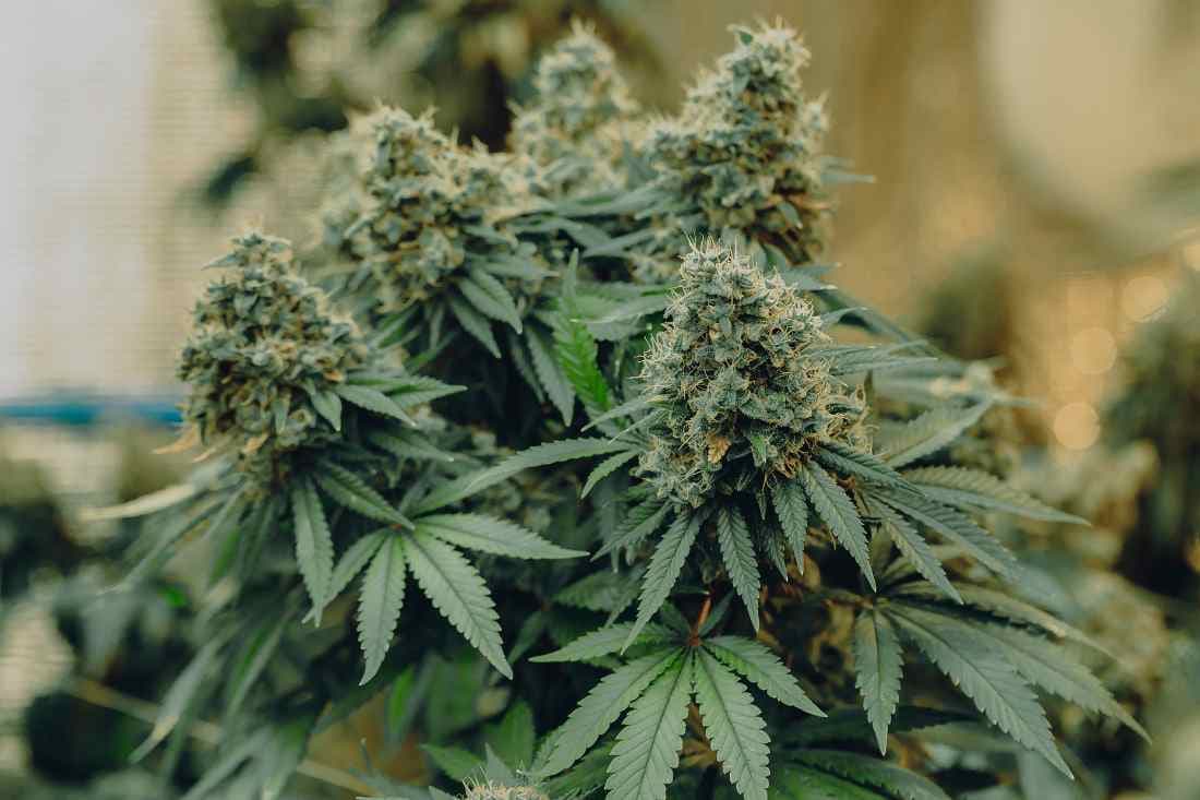 Dein nächstes Grow-Projekt starten – Hanfsamen bestellen mit den besten Sorten