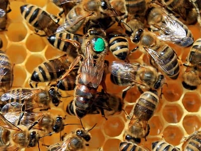 Bienenprodukte als Superfoods: Eine umfassende Einführung in ihre ernährungsphysiologischen Vorteile