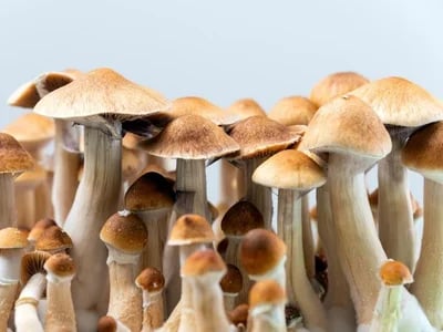 Magic Mushrooms Kaufen für Ihr psychologisches und therapeutisches Wachstum: DMT-Trip bietet hochwertige, legale Produkte für Ihre psychedelische Reise