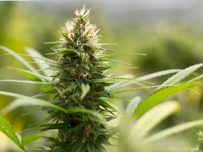 Was du wissen musst, bevor du CBD Blüten kaufen gehst