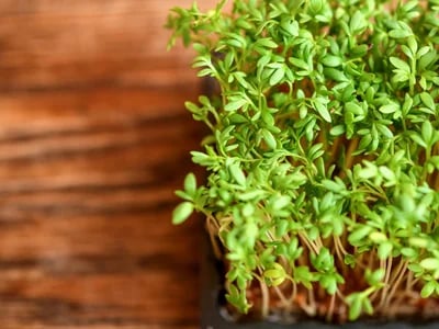 Nachhaltiger Indoor-Garten: Ressourcen schonen und gesund ernten