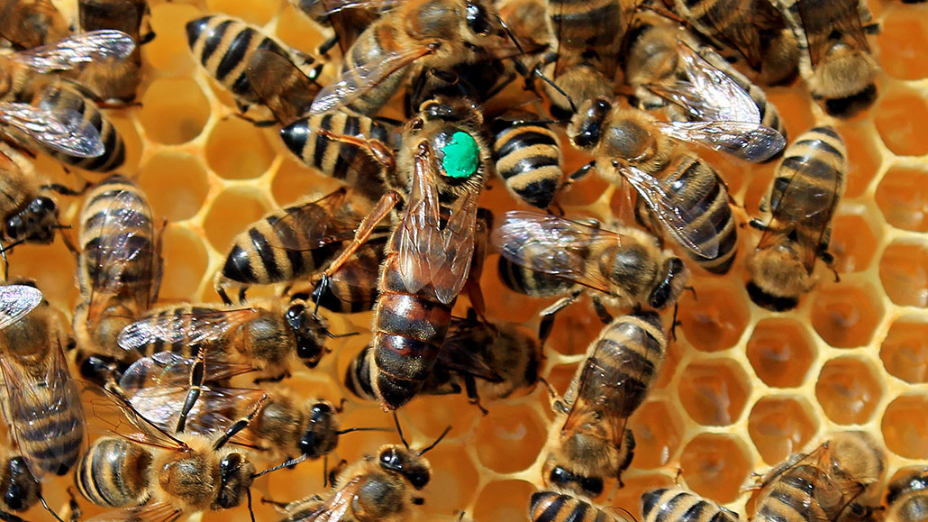 Bienenprodukte als Superfoods: Eine umfassende Einführung in ihre ernährungsphysiologischen Vorteile