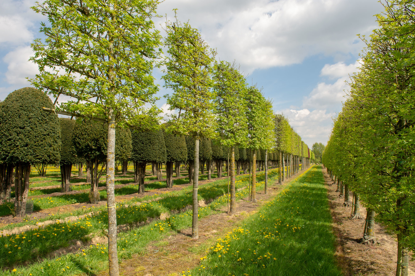 Spalierbäume richtig auswählen: Die besten Tipps für Ihre Gartengestaltung