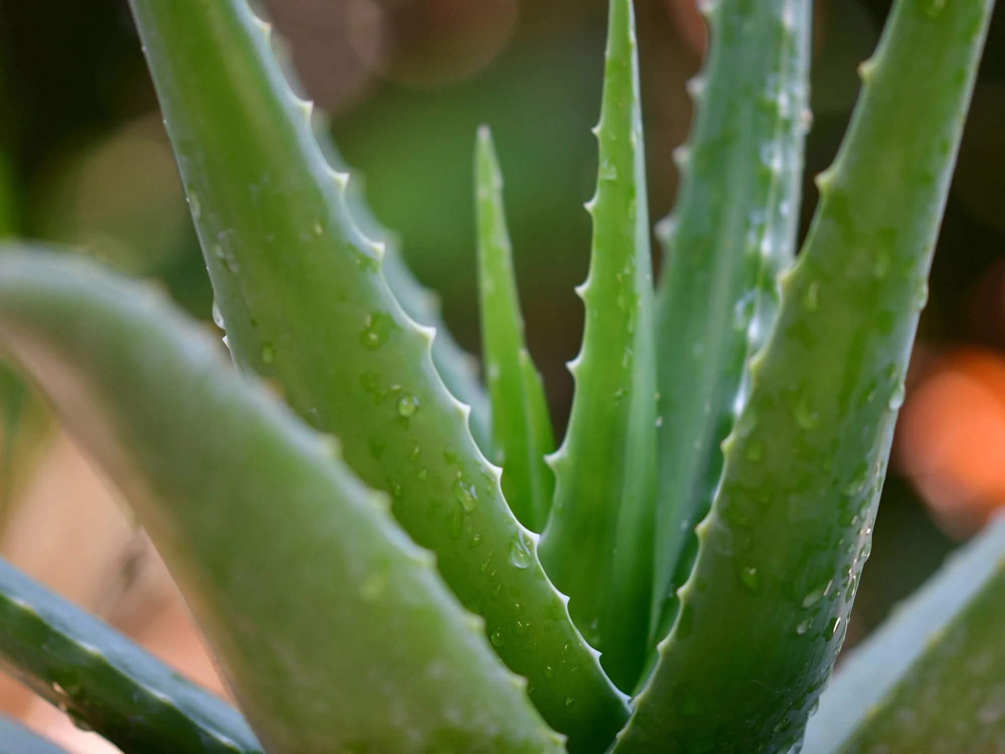 Verwandeln Sie Ihr Zuhause in eine Oase mit Forever Living Aloe Vera