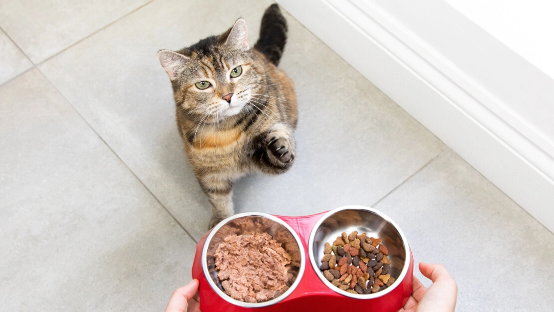 Katzenfutter für glänzendes Fell: Schönheit von innen mit Catfood