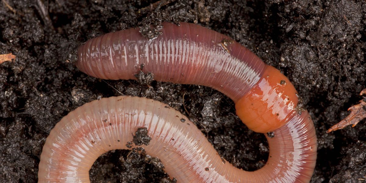 Qualität und Schnelligkeit: Regenwürmer kaufen für erfolgreiche Angelausflüge