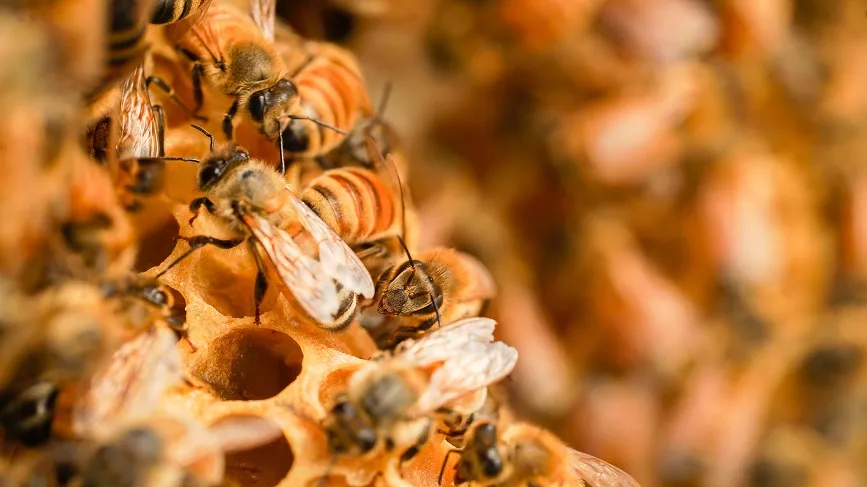 Bienenprodukte als Superfoods: Eine umfassende Einführung in ihre ernährungsphysiologischen Vorteile