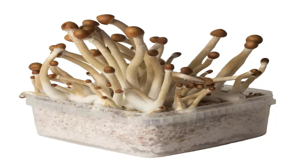 Magic Mushrooms Kaufen für Ihr psychologisches und therapeutisches Wachstum: DMT-Trip bietet hochwertige, legale Produkte für Ihre psychedelische Reise