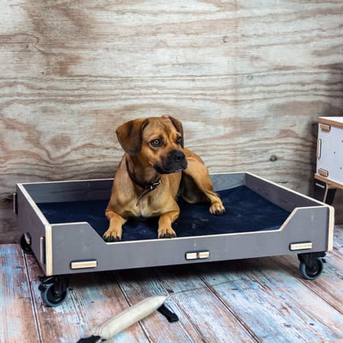 Orthopädisches Hundebett oder Katzenkorb: Was ist besser?