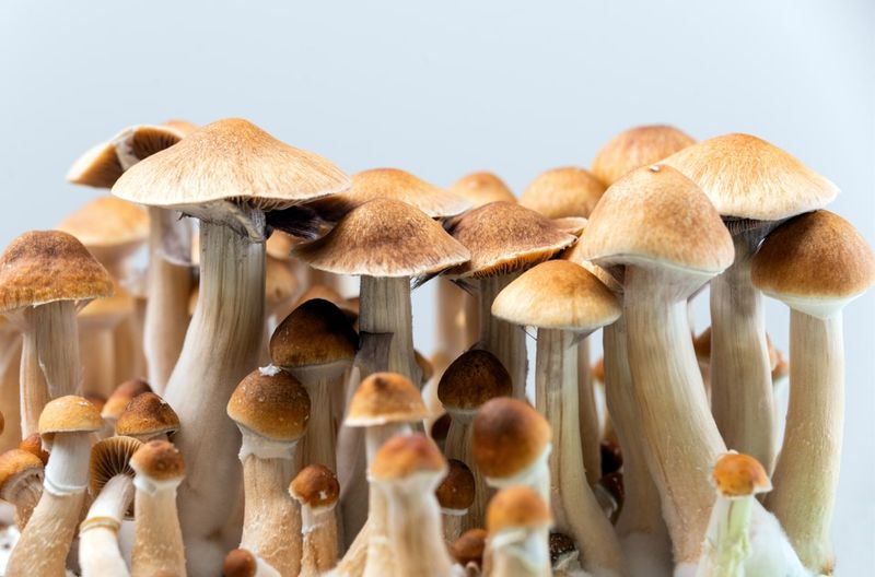 Magic Mushrooms Kaufen für Ihr psychologisches und therapeutisches Wachstum: DMT-Trip bietet hochwertige, legale Produkte für Ihre psychedelische Reise