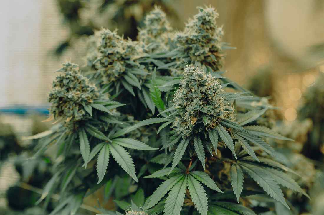 Dein nächstes Grow-Projekt starten – Hanfsamen bestellen mit den besten Sorten