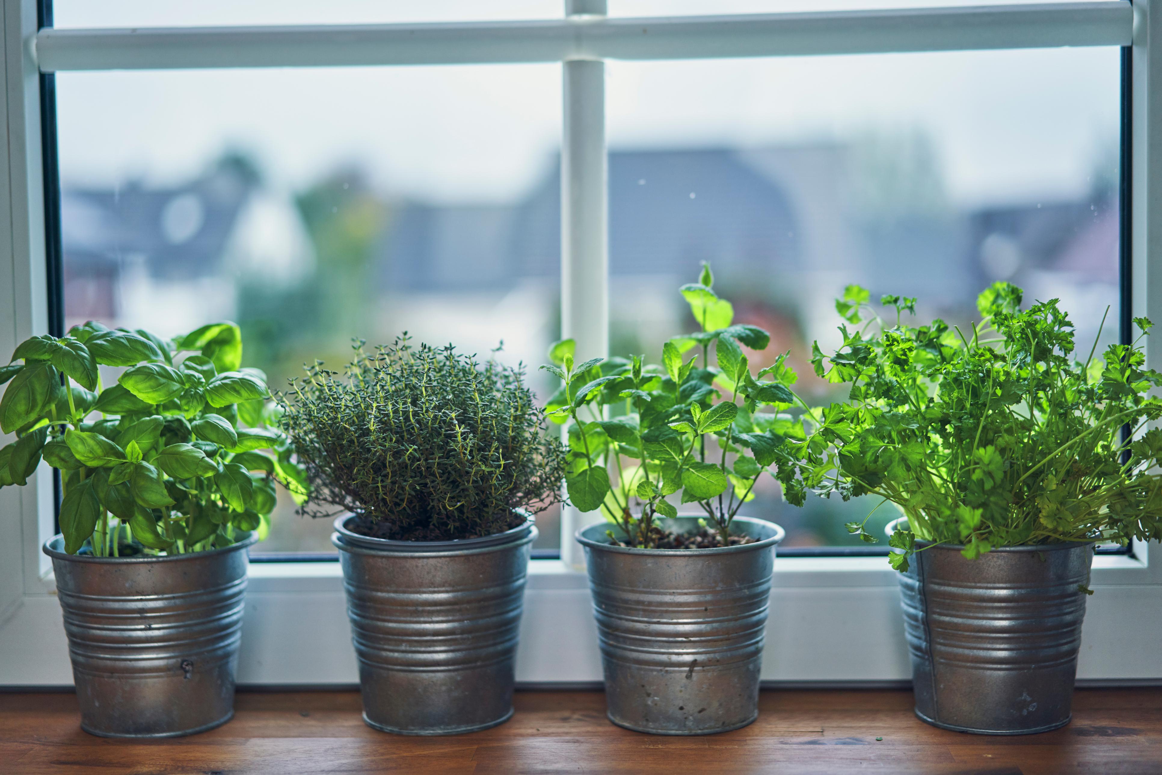Nachhaltiger Indoor-Garten: Ressourcen schonen und gesund ernten