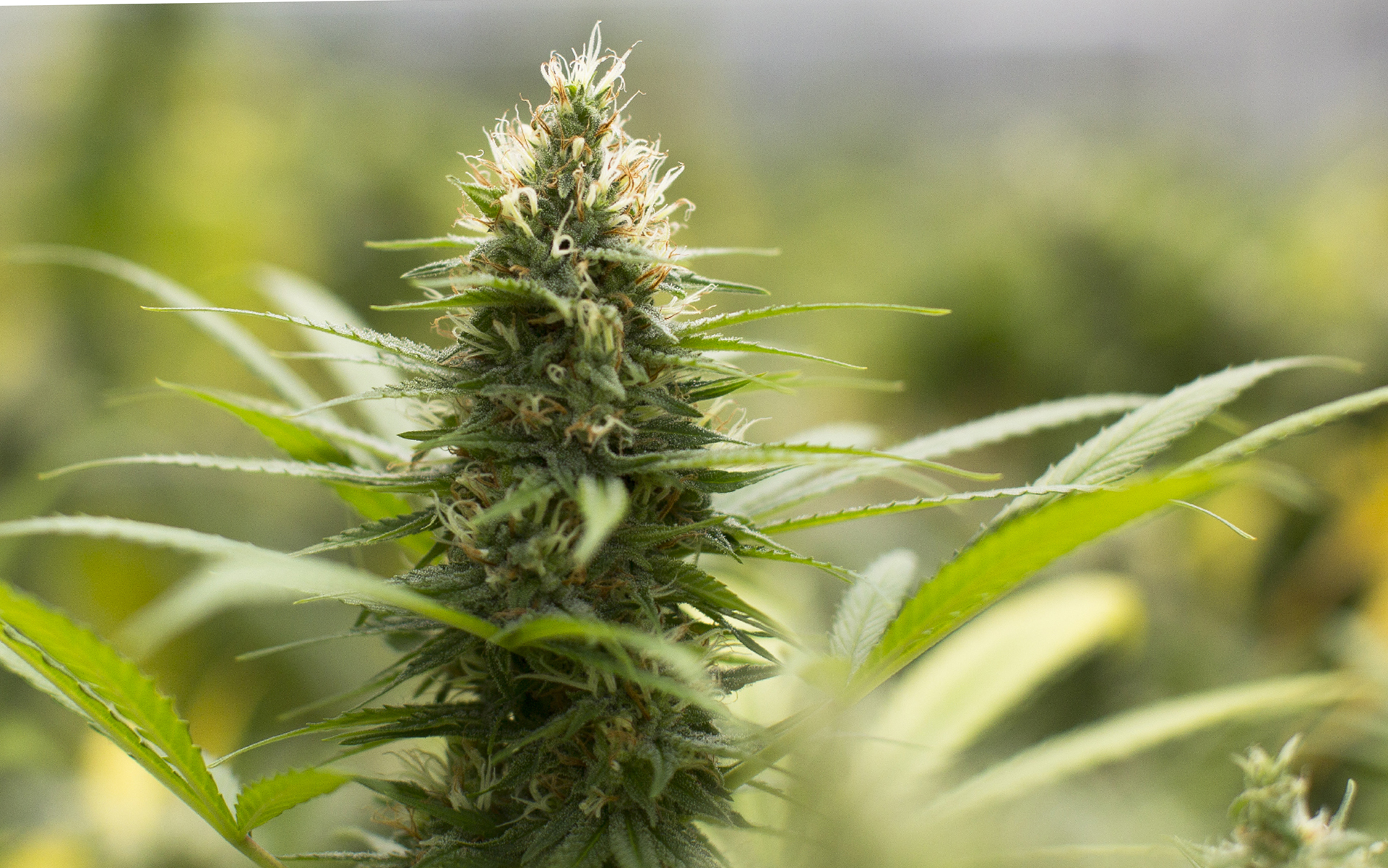 Was du wissen musst, bevor du CBD Blüten kaufen gehst
