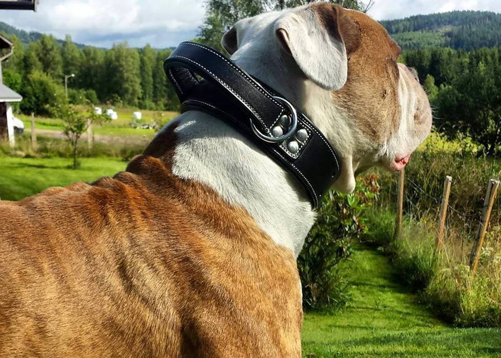 So pflegen Sie Ihr Hundehalsband mit Griff richtig