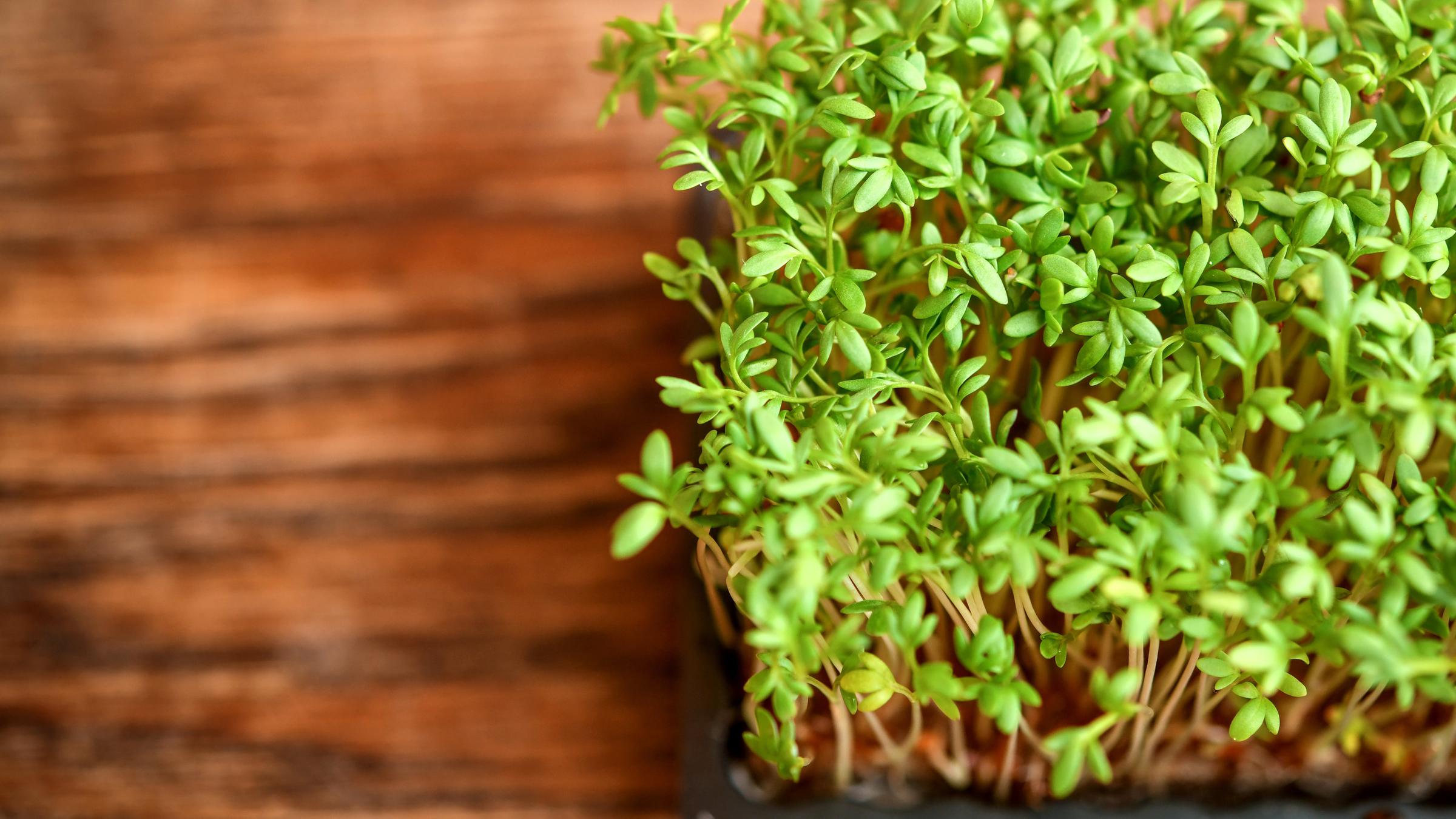 Nachhaltiger Indoor-Garten: Ressourcen schonen und gesund ernten
